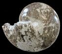 Polished Ammonite (Choffaticeras) Fossil - Morocco #59960-1